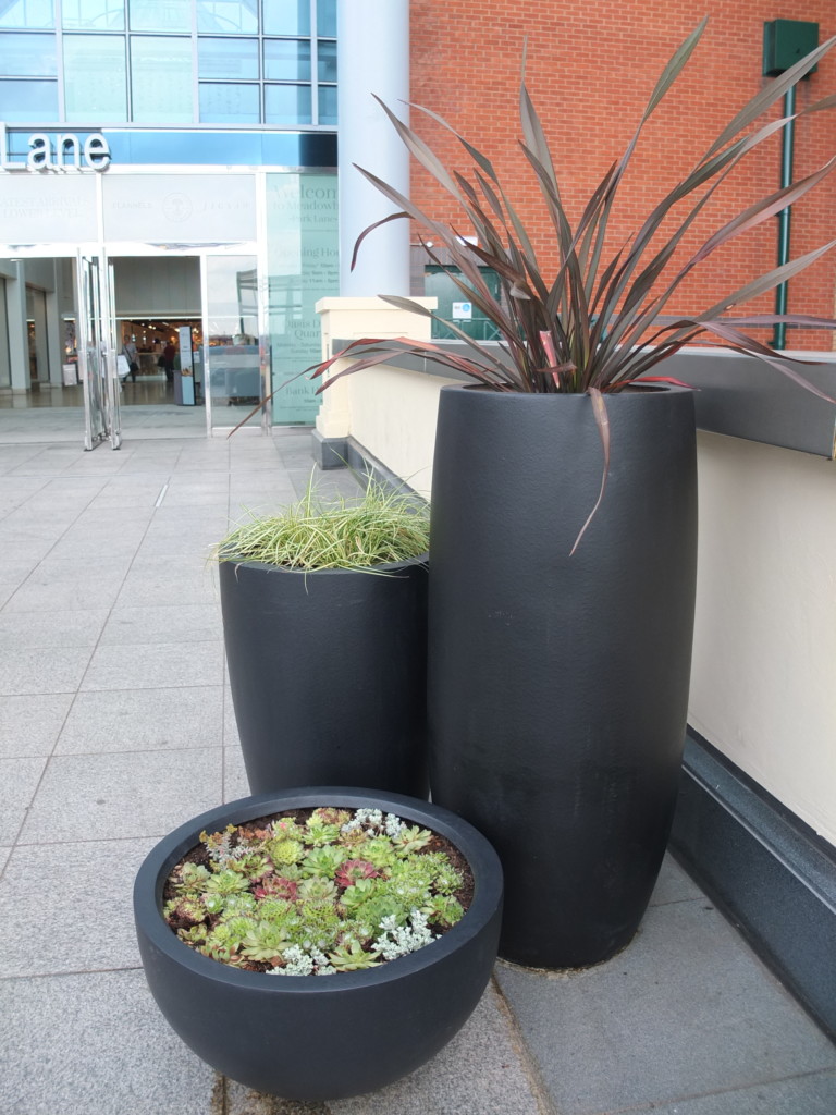 close up of indoor plants displayed in shopping centre