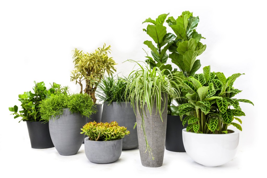 variations of indoor plants in pots