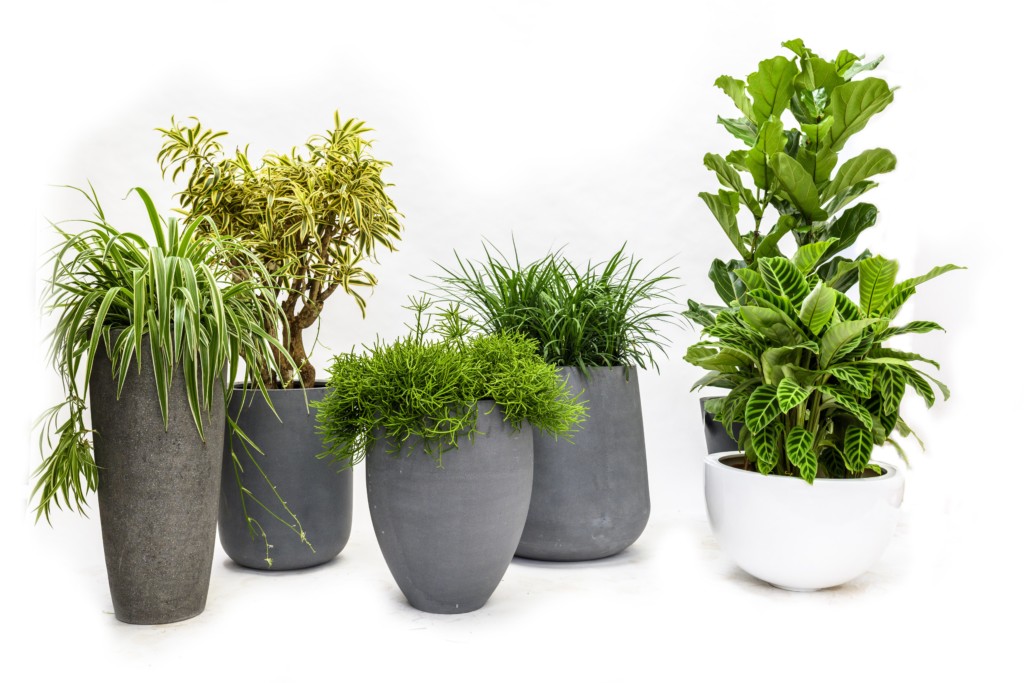 variations of indoor plants in pots