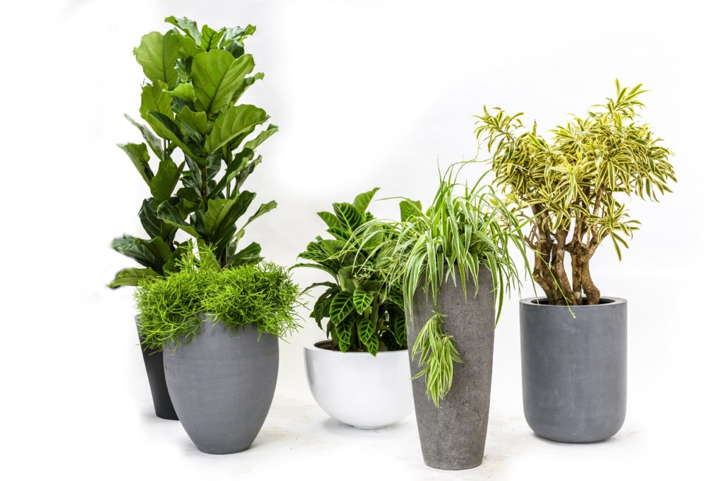 variations of indoor plants in pots