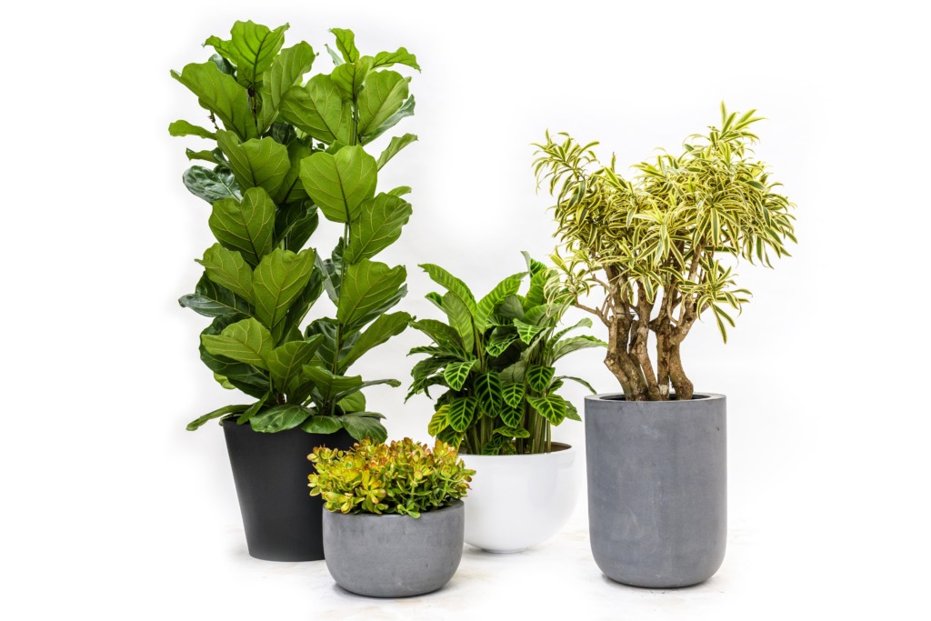 variations of indoor plants in pots