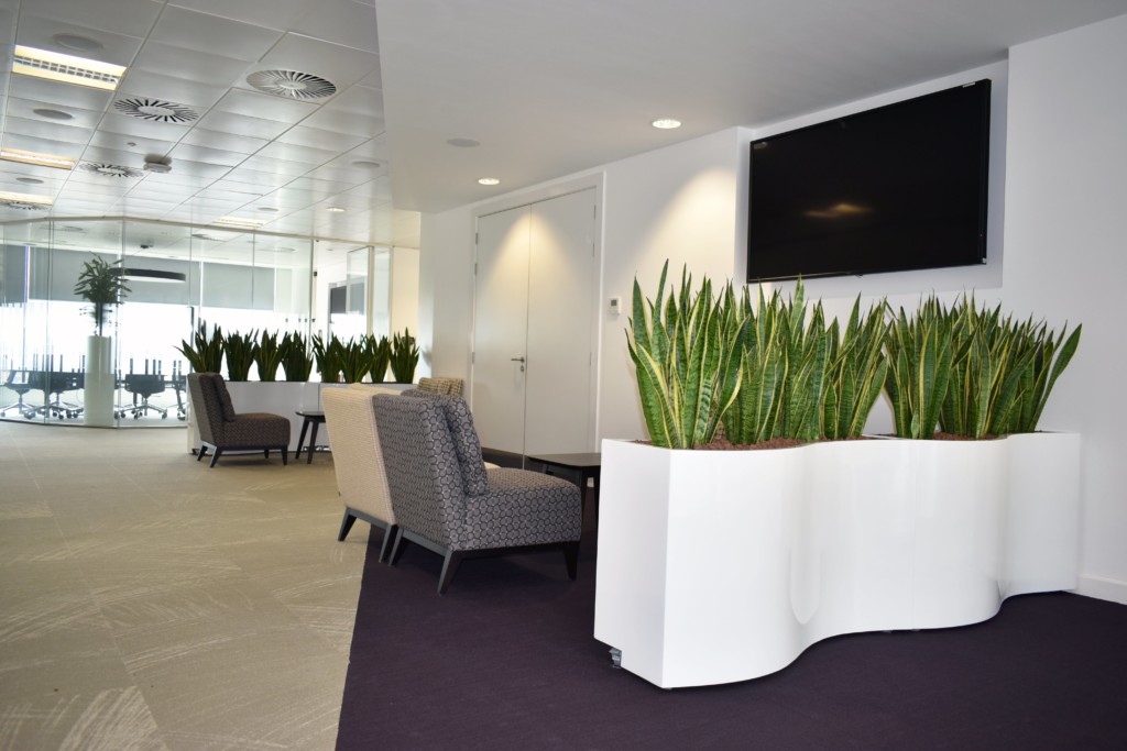 Indoor plants in an office area