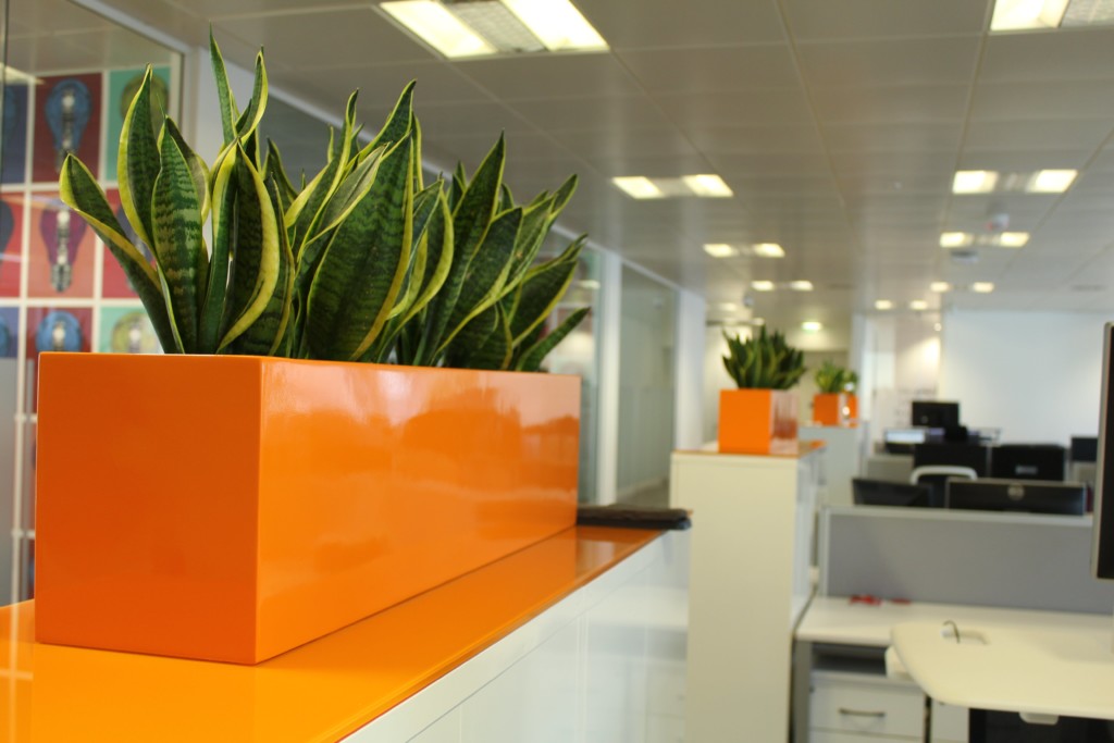 close up of an indoor plant in an office