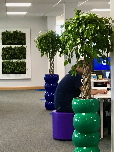 large indoor plants in an office area