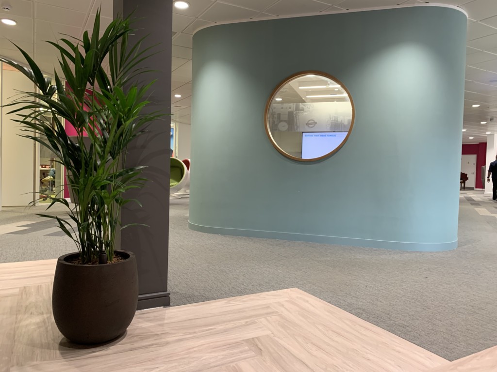 open room with indoor plant and a blue wall with a mirror 