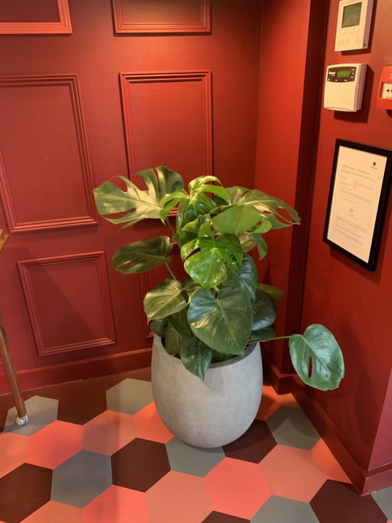 indoor plant in the corner of a red room