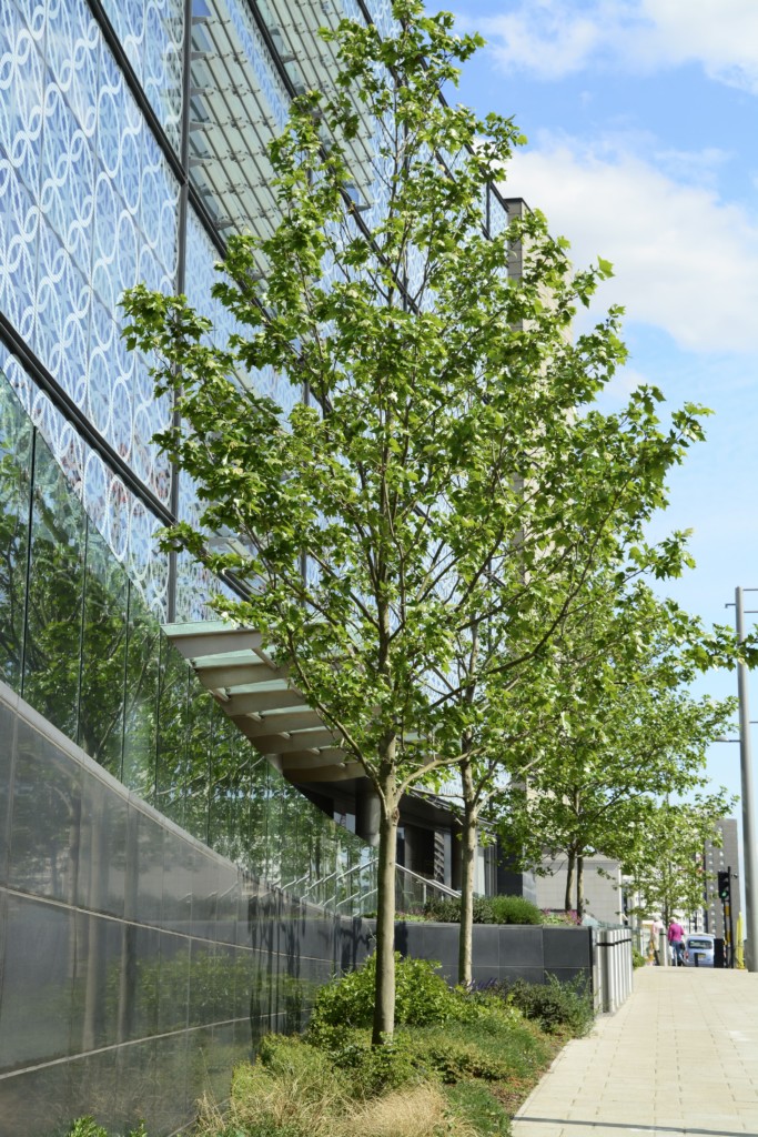 landscaping outside a building