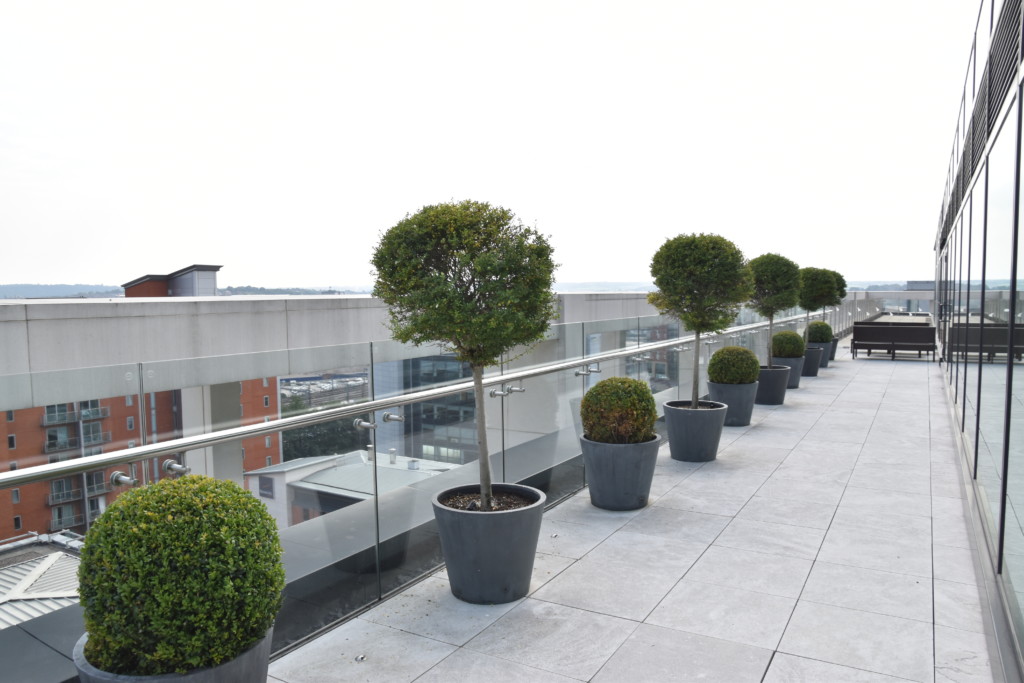 plants displayed on the roof of a building