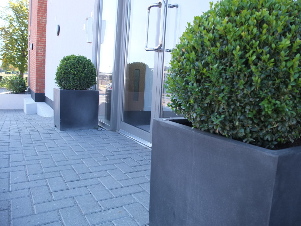 close up of plants besides the door