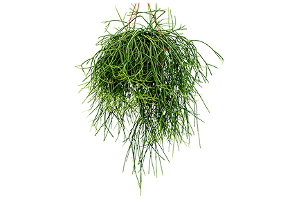 rhipsalis pulchra