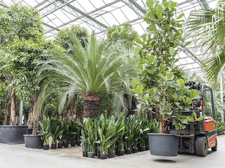 forest of green plants