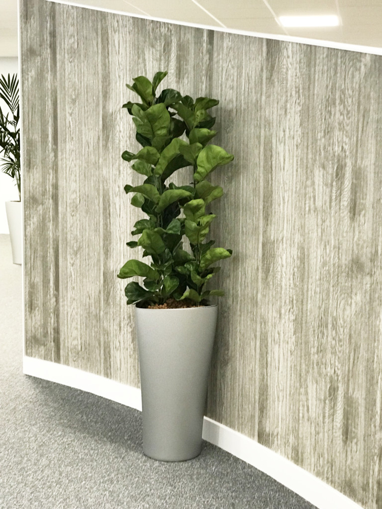 close up of formal area with indoor plants against the wall