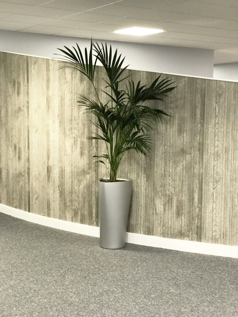 close up of formal area with indoor plants against the wall