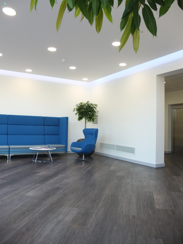 indoor plant by the corner of the room with blue furniture