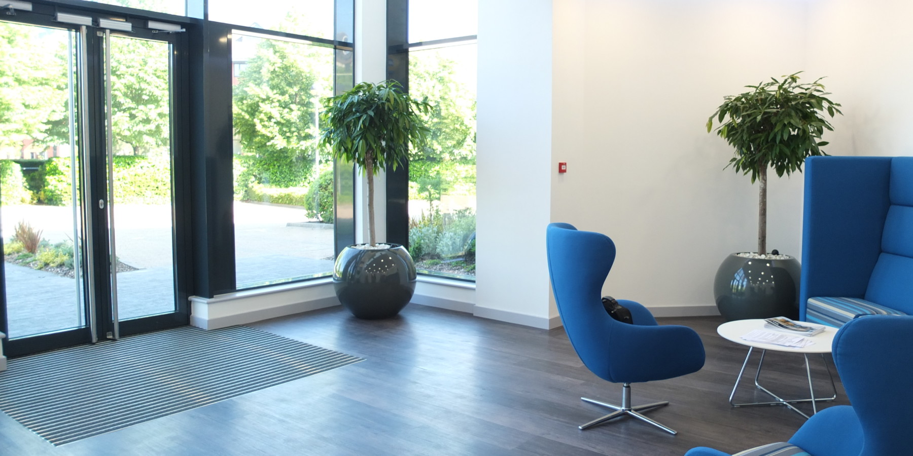 indoor plants displayed in a house with blue chairs