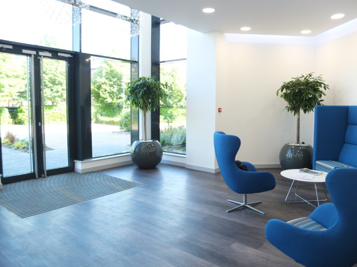 indoor plants displayed in a house with blue chairs