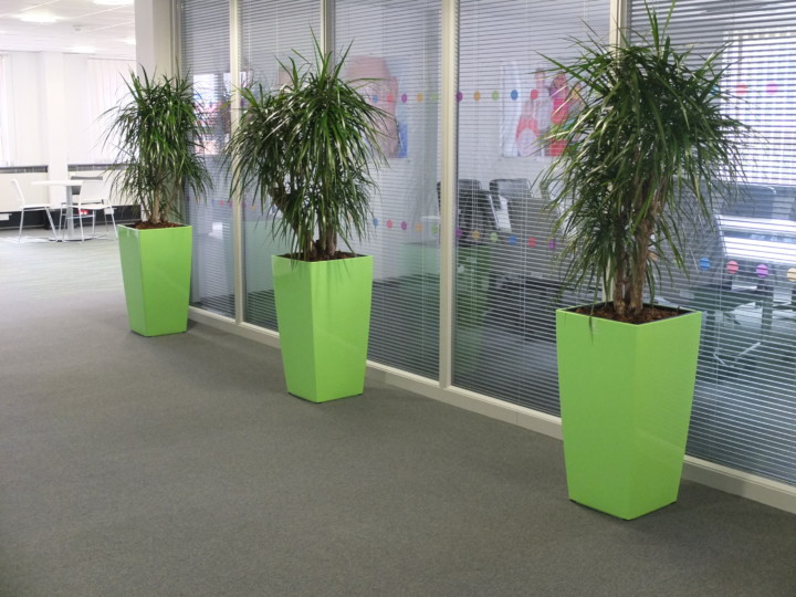 indoor plants in large green pots
