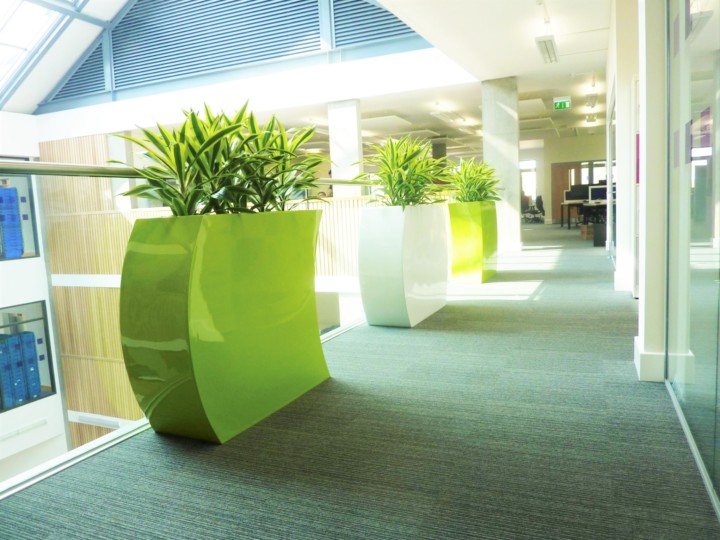 indoor plants displayed in south northamptonshire council towcester