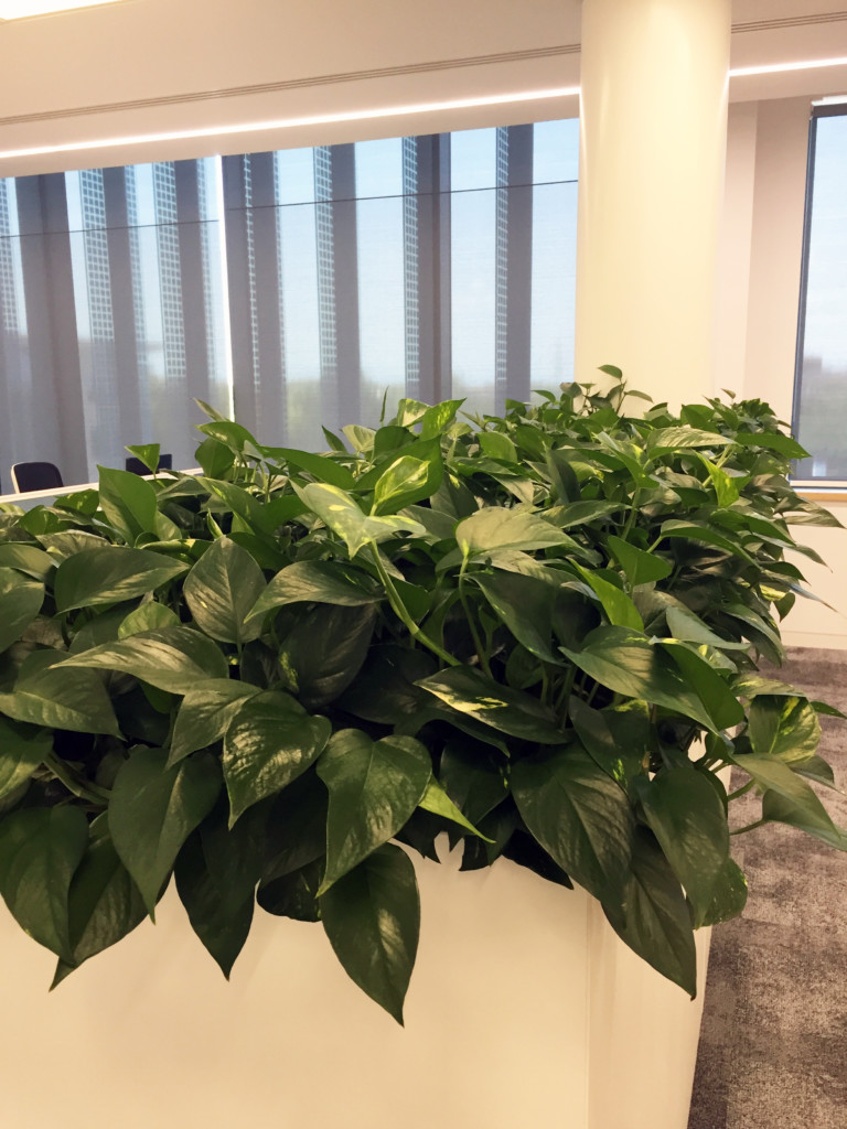 close up of green indoor plants on storage units