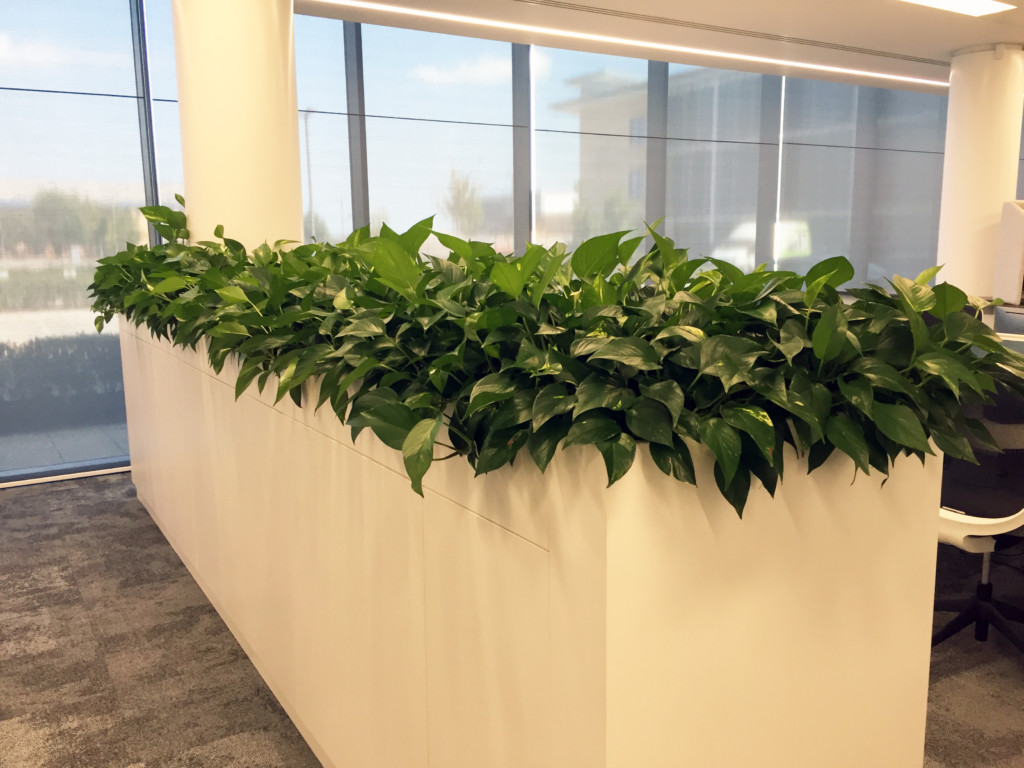 green plants on display