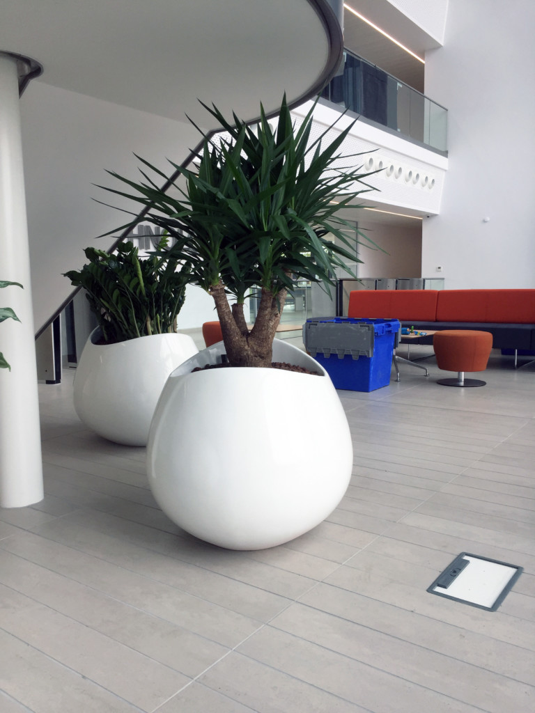  large plants in white pots