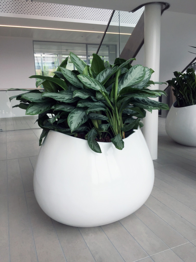  large plants in white pots