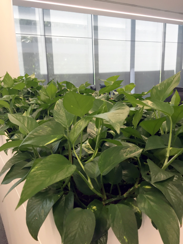 green indoor plants on storage units