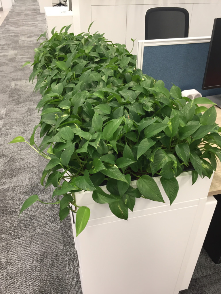 green indoor plants on storage units