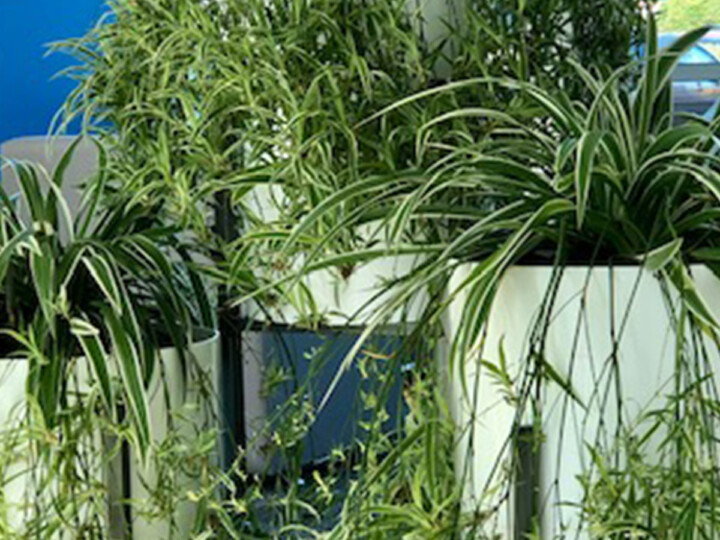 indoor plants in pots