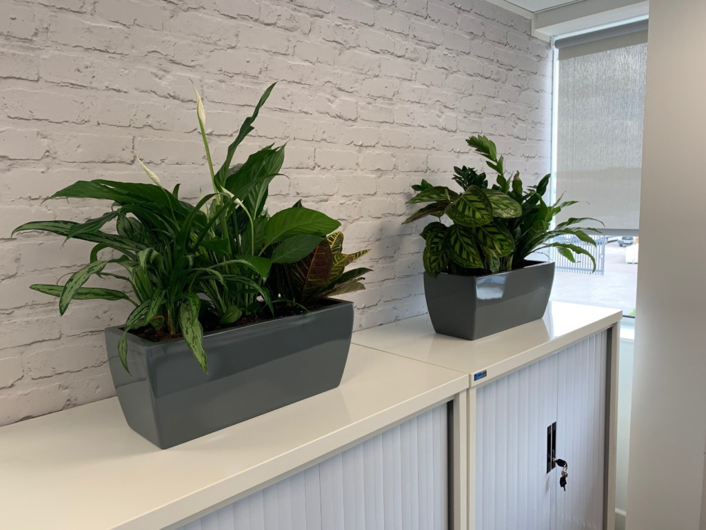 indoor plant placed on a table by the wall