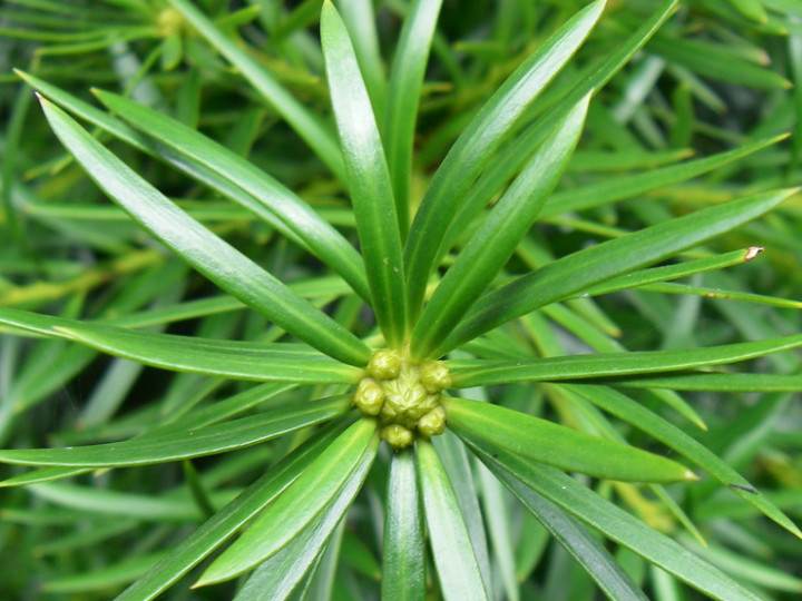 podocarpus plant