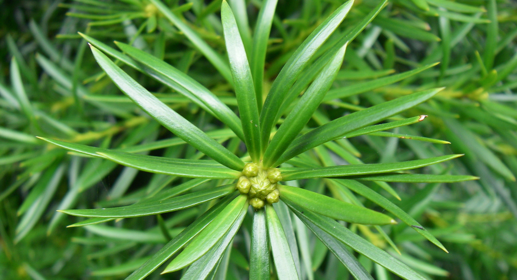 podocarpus plant