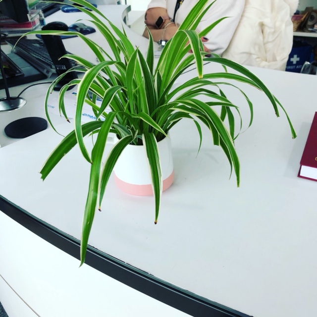 small indoor plants on office table