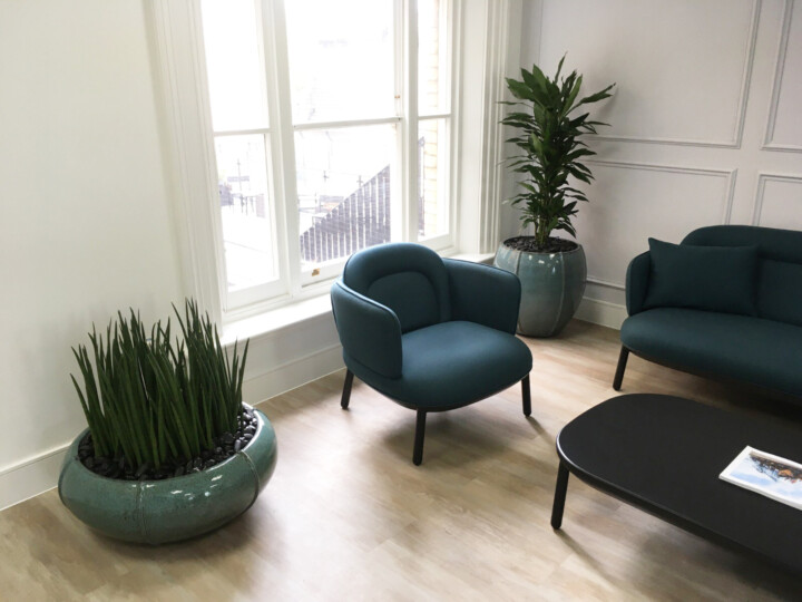 indoor plants in a sitting area with chairs and a table