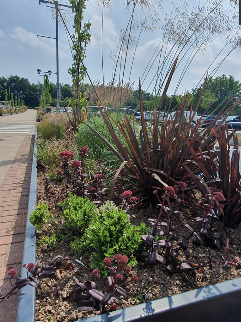 landscaping in a parking lot