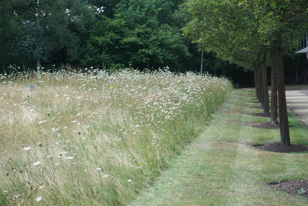 open green field 