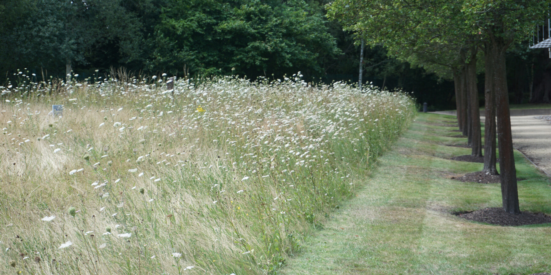 open field with greenery and trees