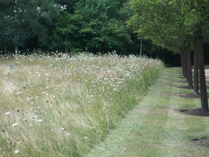 open field with greenery and trees