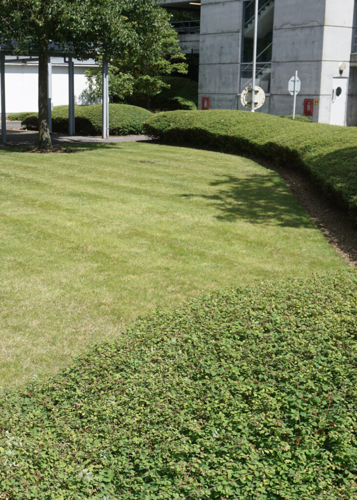 well maintained green open area outside building