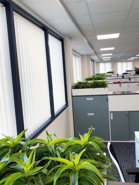 small plants in an office