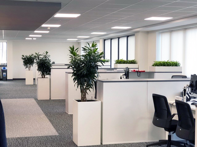 indoor plants displayed in an office area