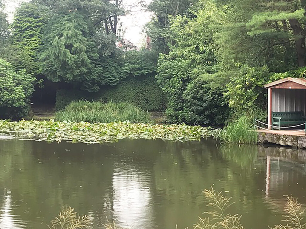 body of water surrounded by trees