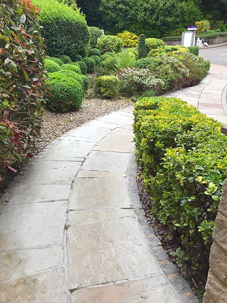 drive way with green plants besides it