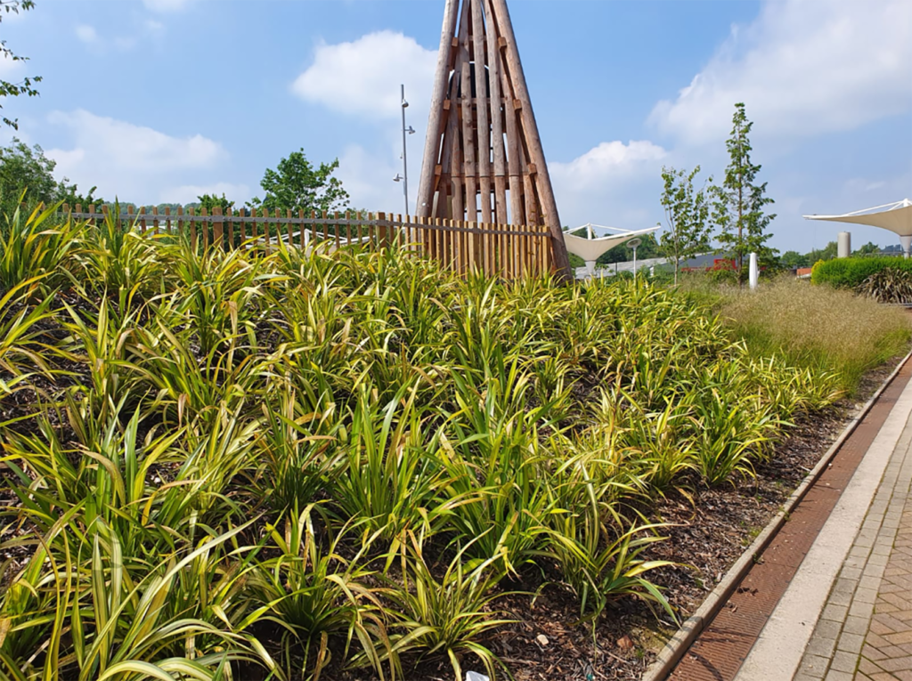 plants in an open maintained area