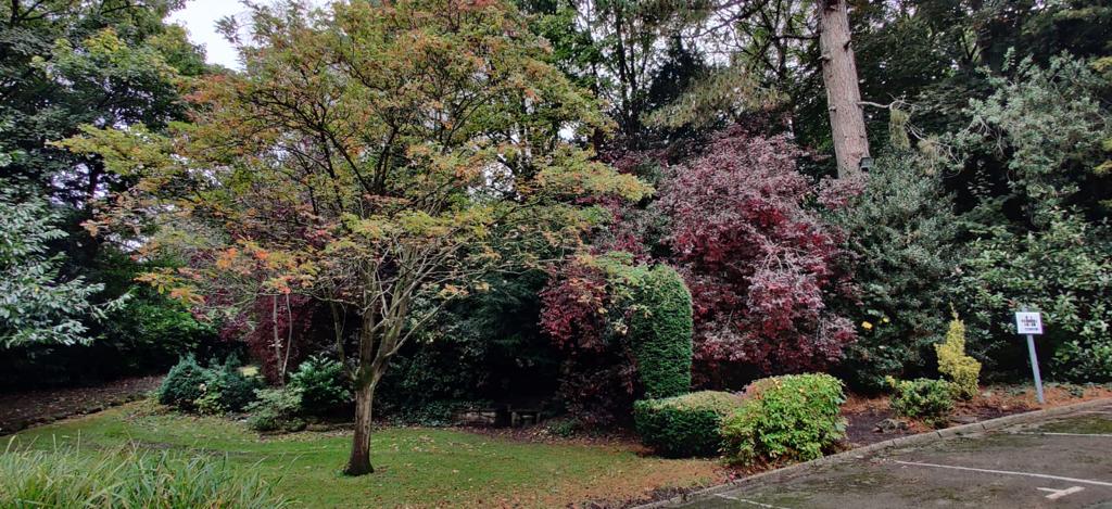 forest of trees surrounded by other plants