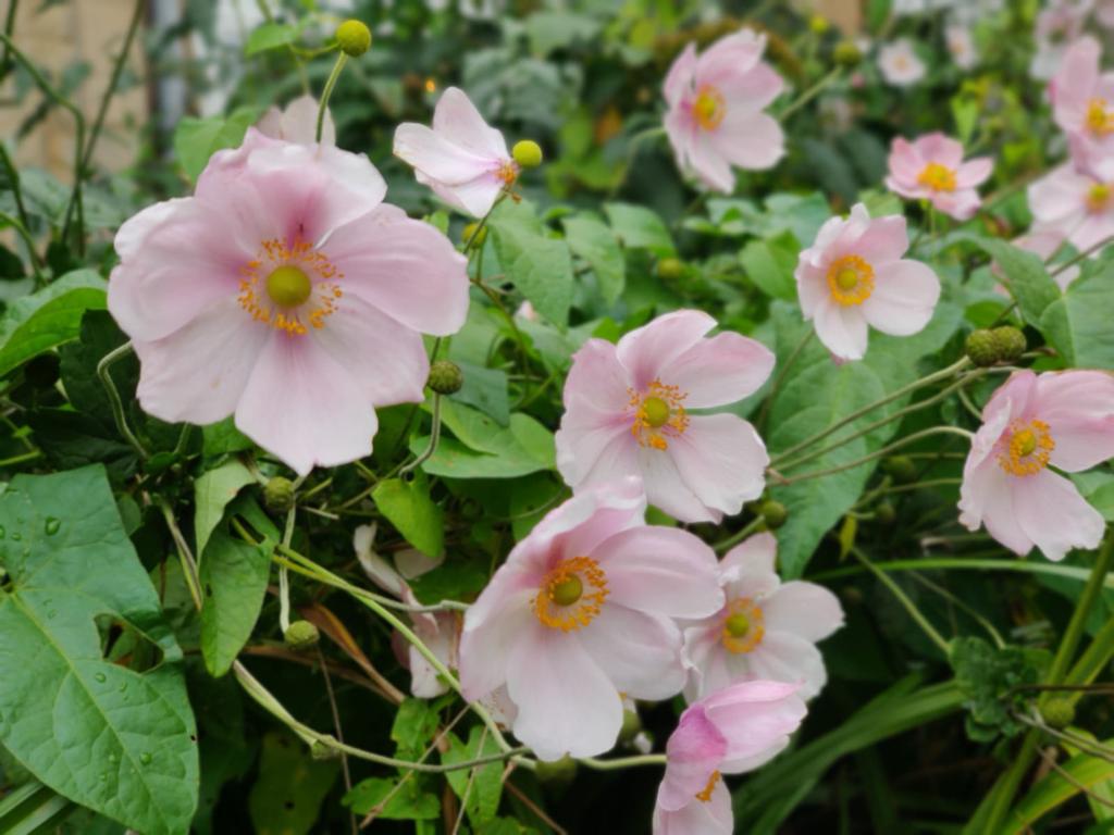 close up of pink, whit and yellow flowers