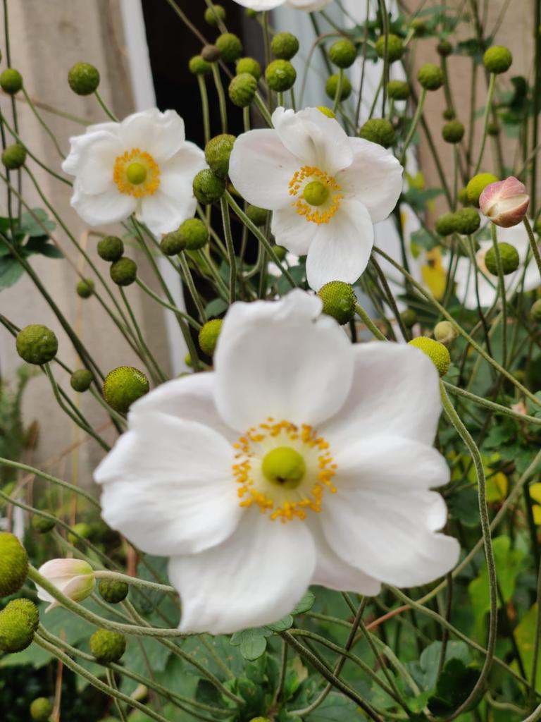 close up of a yellow and white flower