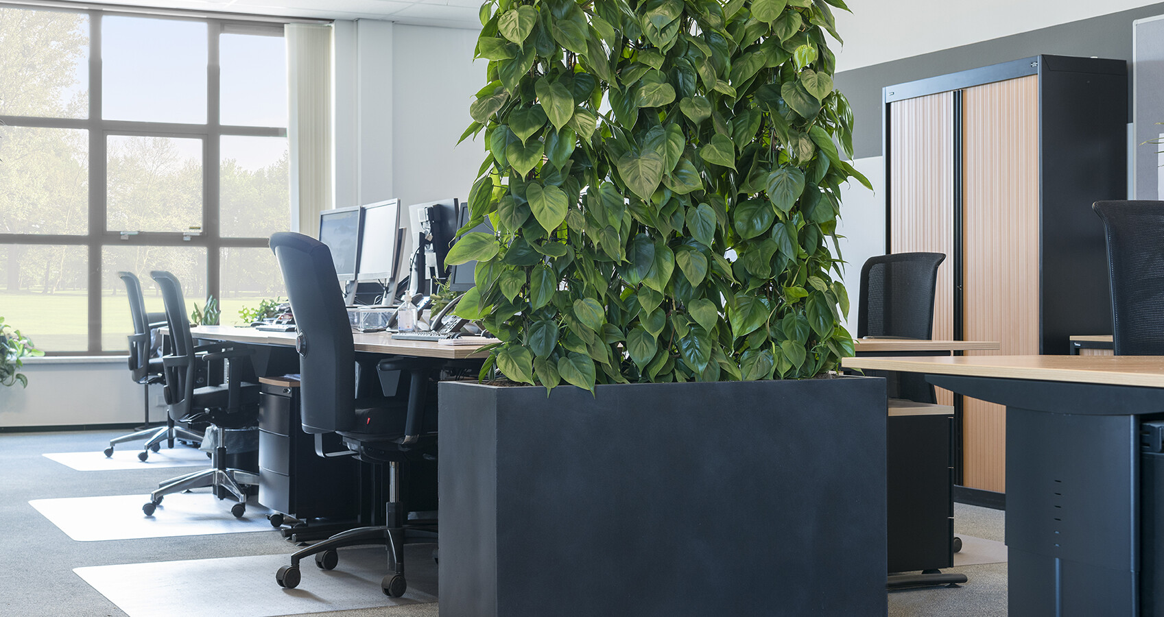 indoor live plant in office space