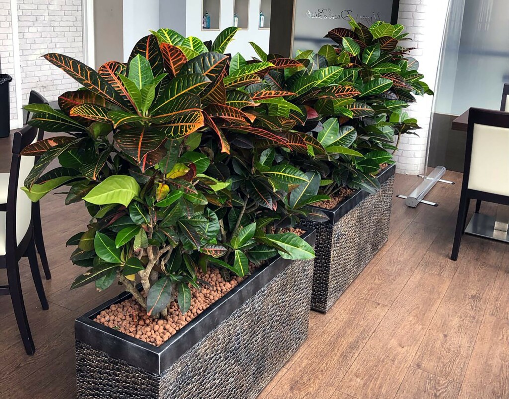 croton petra trough plants 