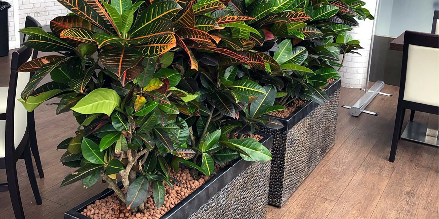 croton petra trough plants lined in a room